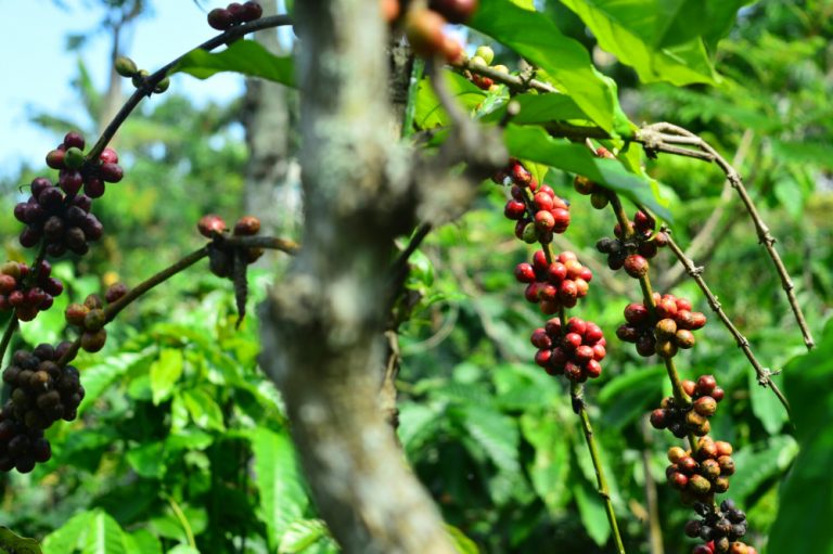 kopi-muria