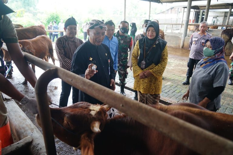 Hewan Ternak di Pati Diberi Eartag Secure QR Code Setelah Divaksin PMK