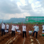 SGN Gandeng Perhutani, Dukung Agroforestri Tebu Mandiri (ATM)