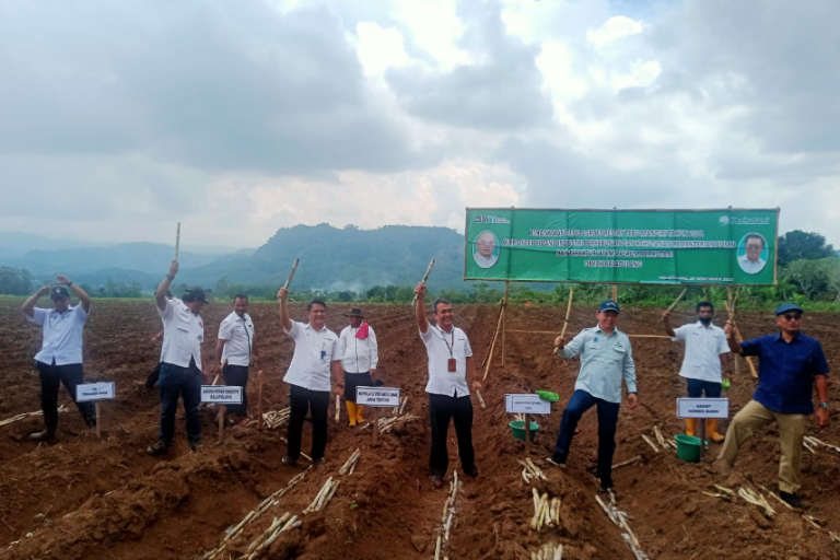 SGN Gandeng Perhutani, Dukung Agroforestri Tebu Mandiri (ATM)
