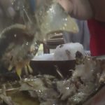 Kuliner Kepala Ikan Manyung Khas Pantura yang Selalu Diburu Konsumen