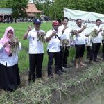 Petani Panen Bawang Merah, Stok di Boyolali Dipastikan Aman