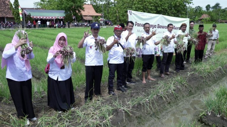 Petani Panen Bawang Merah, Stok di Boyolali Dipastikan Aman