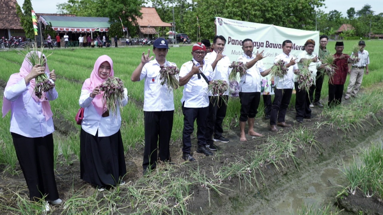 Petani Panen Bawang Merah, Stok di Boyolali Dipastikan Aman