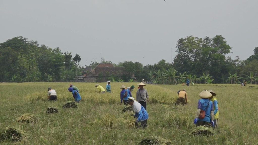Gerakan Seribu Embung Membuahkan Hasil, Petani Bisa Panen Tiga Kali Setahun