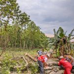 Polisi Evakuasi Pohon Jati Tua yang Tumbang Menutup Ruas Jalan