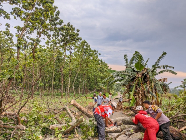 Polisi Evakuasi Pohon Jati Tua yang Tumbang Menutup Ruas Jalan