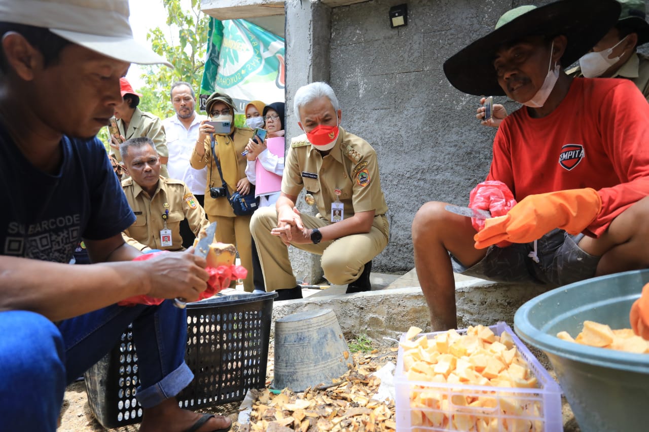 SUKOHARJO, KanalMuria – Gubernur Jawa Tengah Ganjar Pranowo berkesempatan melihat proses pengolahan tanaman porang, yang diolah kelompok petani porang di Kabupaten Sukoharjo.