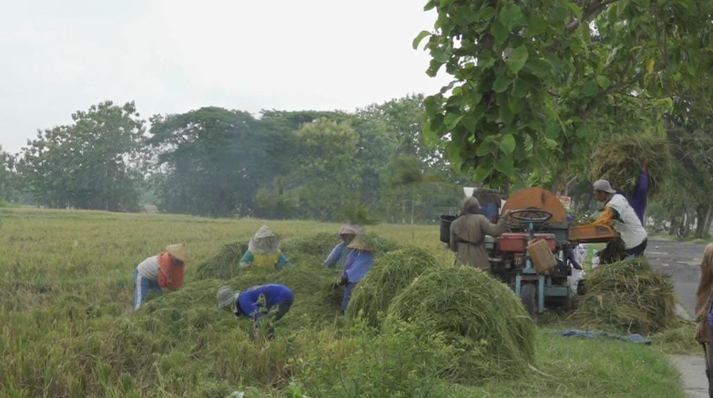 Berkat Embung Ganjar, Petani Cilacap Bisa Tanam Padi dan Palawija