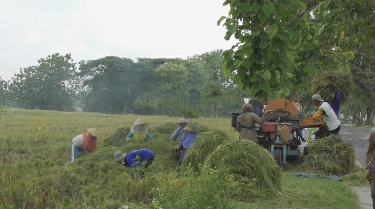 Berkat Embung Ganjar, Petani Cilacap Bisa Tanam Padi dan Palawija