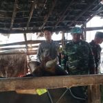 Petugas Gabungan TNI Polri Intensif Lakukan Vaksinasi PMK