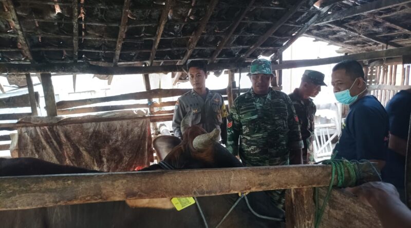 Petugas Gabungan TNI Polri Intensif Lakukan Vaksinasi PMK