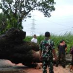 Kudus Diterjang Hujan Angin, Belasan Pohon Tumbang di Tujuh Kecamatan