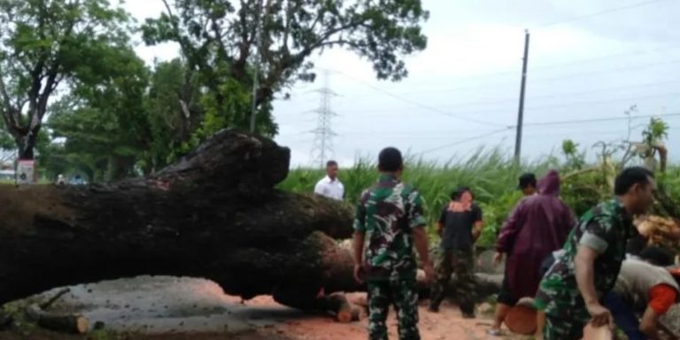 Kudus Diterjang Hujan Angin, Belasan Pohon Tumbang di Tujuh Kecamatan