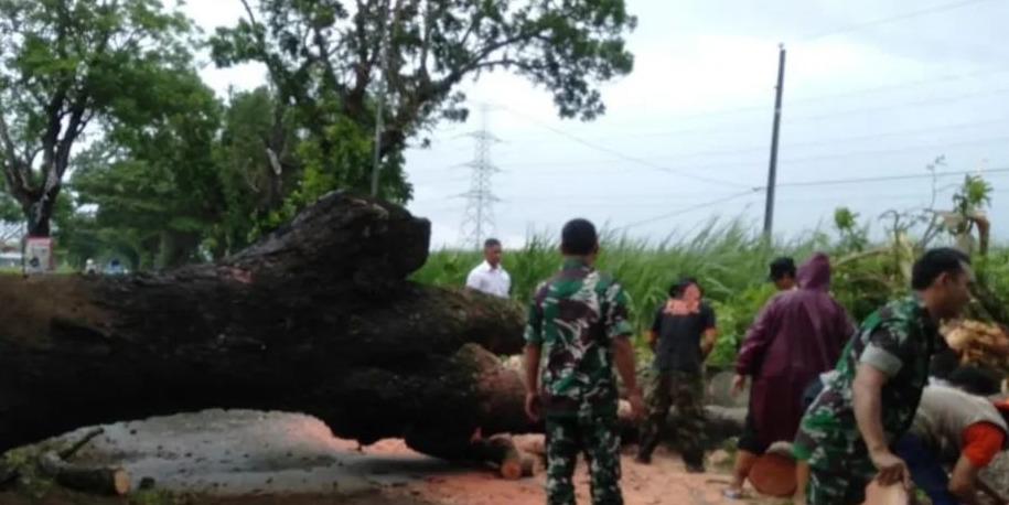 Kudus Diterjang Hujan Angin, Belasan Pohon Tumbang di Tujuh Kecamatan
