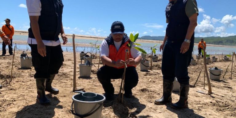 Tanam Mangrove: Mitigasi Bahaya Tsunami Kawasan Pacitan dengan Vegetasi