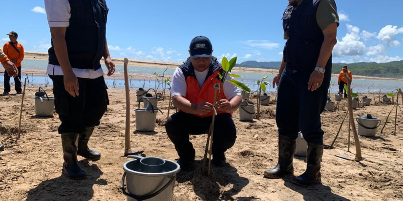 Tanam Mangrove: Mitigasi Bahaya Tsunami Kawasan Pacitan dengan Vegetasi