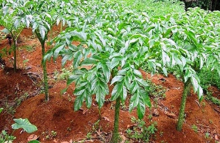Target Hilirisasi Porang Dituangkan dalam Berbagai Strategi