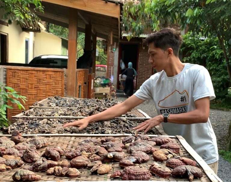 Kisah Petani Jamur di Borobudur, Bisa Bikin Wisata Edukasi Berkat Ganjar