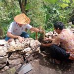 Mitigasi Bencana, 15 Ribu Bibit Bambu Ditanam di Lereng Menoreh