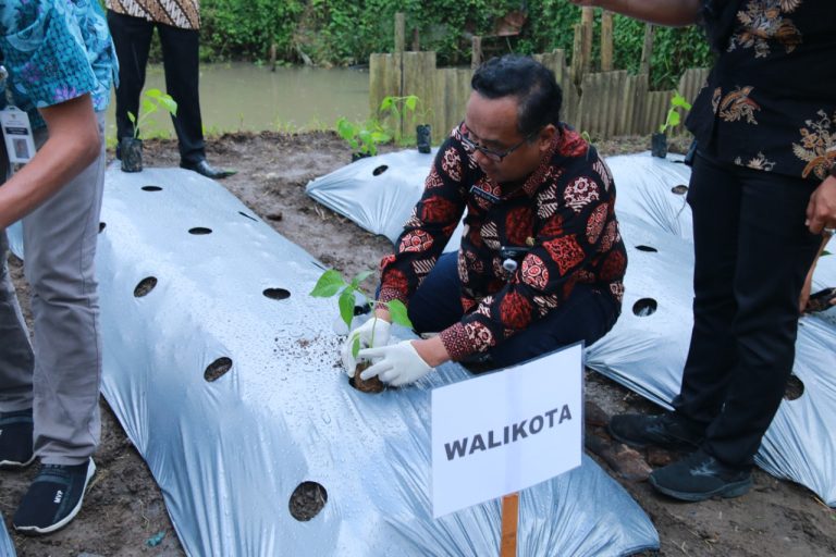 Pemkot Magelang Manfaatkan Dana Insentif Daerah untuk Urban Farming