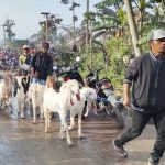 Antisipasi Terjadinya APG, Petugas Bersama Warga Mengevakuasi Hewan Ternak