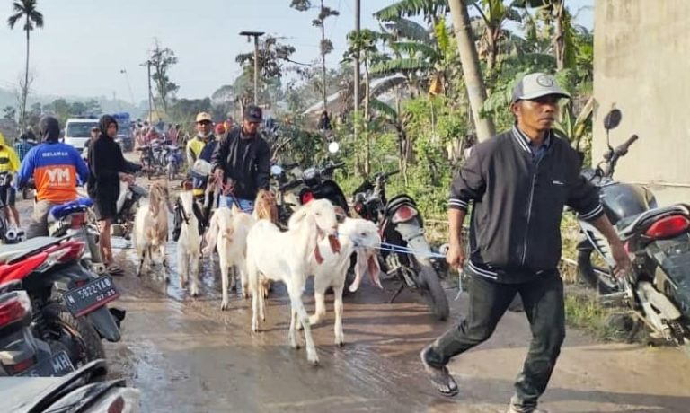 Antisipasi Terjadinya APG, Petugas Bersama Warga Mengevakuasi Hewan Ternak
