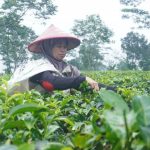 Teh Sangan Simbah, dari Produk Rumahan Merambah Luar Jawa