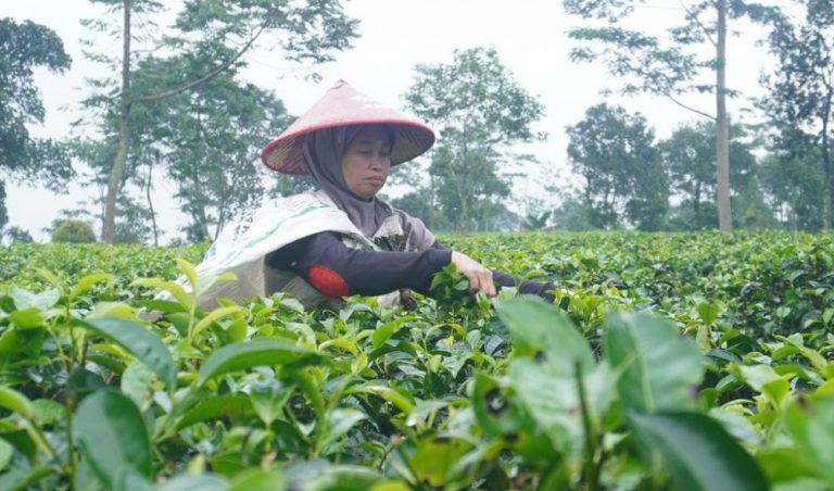 Teh Sangan Simbah, dari Produk Rumahan Merambah Luar Jawa