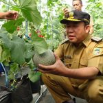 Panen Perdana dari Tanah Terlantar, Hasilkan Melon Golden Aroma