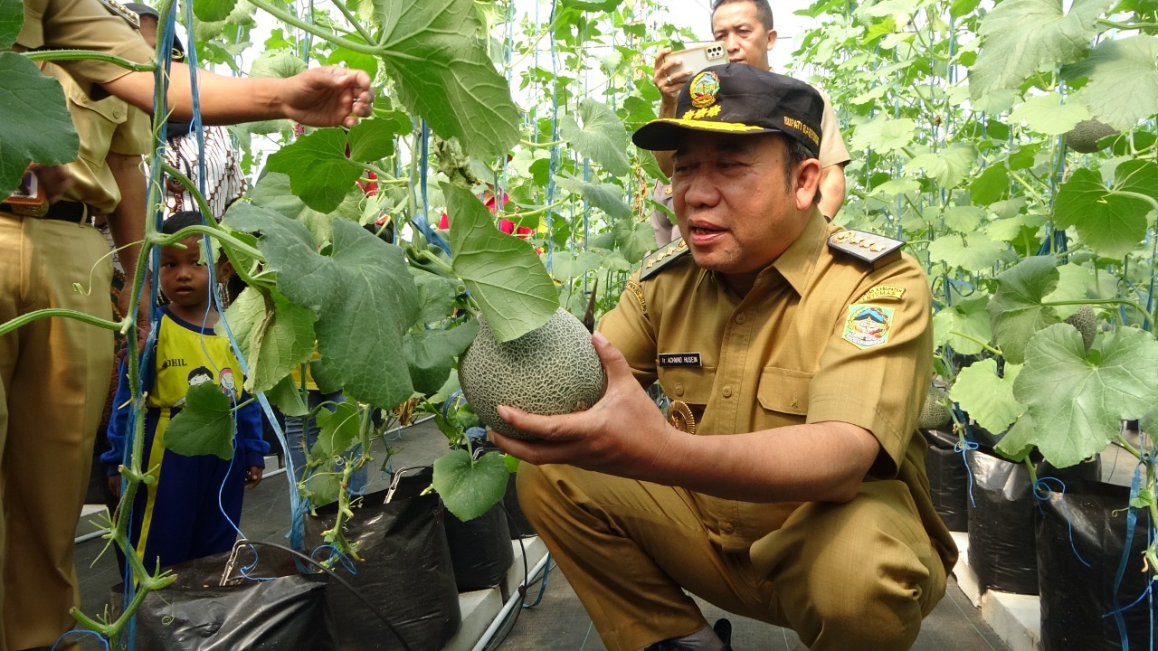 Panen Perdana dari Tanah Terlantar, Hasilkan Melon Golden Aroma