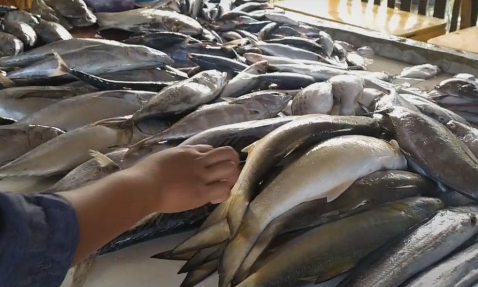 Genjot Konsumsi Ikan, Pemprov Jateng Akan Selenggarakan “Central Java Fish Market”