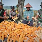 Laksanakan Program Ketahanan Pangan, Kodim 0726/Sukoharjo Panen Jagung