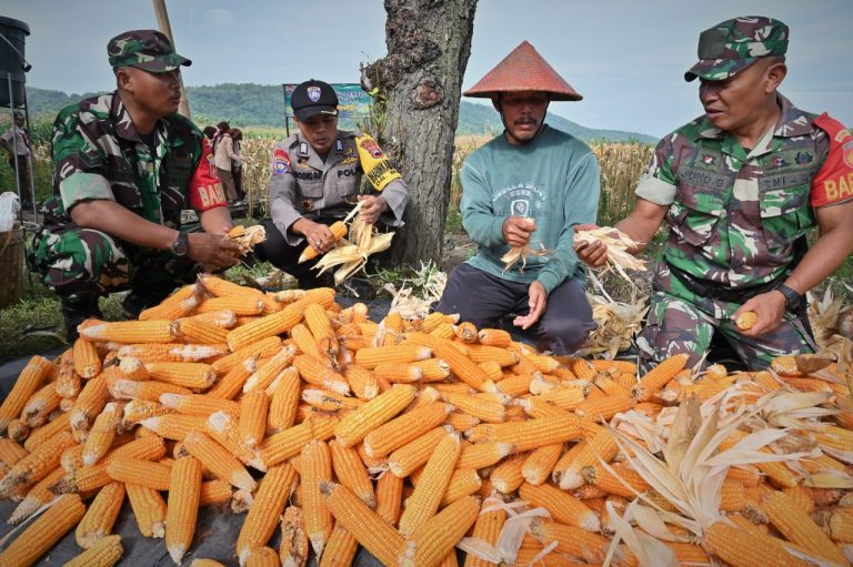 Laksanakan Program Ketahanan Pangan, Kodim 0726/Sukoharjo Panen Jagung