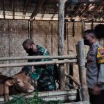 Petugas Polres dan TNI Bantu Percepatan Vaksinasi PMK