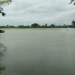 Puluhan Hektar Sawah di Desa Sidomulyo, Kecamatan Dempet Terancam Gagal Panen