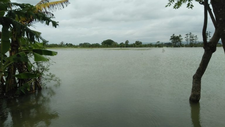 Puluhan Hektar Sawah di Desa Sidomulyo, Kecamatan Dempet Terancam Gagal Panen