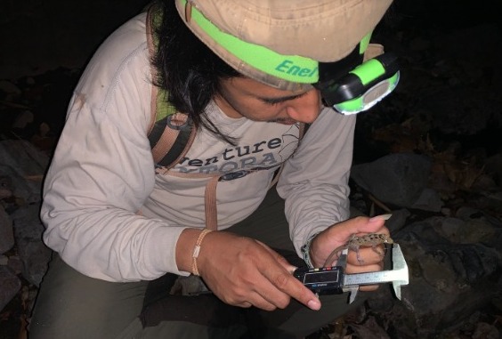 Cnemaspis Muria Tarik Minat Para Peneliti Muda Kudus dan Semarang