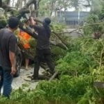 Angin Kencang Tumbangkan Pohon di Sejumlah Titik di Kabupaten Kudus