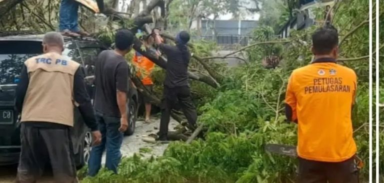 Angin Kencang Tumbangkan Pohon di Sejumlah Titik di Kabupaten Kudus
