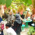 Wisata Edukasi Petik Anggur Lereng Gunung Merapi
