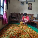 Produksi Mulai Stabil, Harga Cabai di Tingkat Petani Berangsur Turun