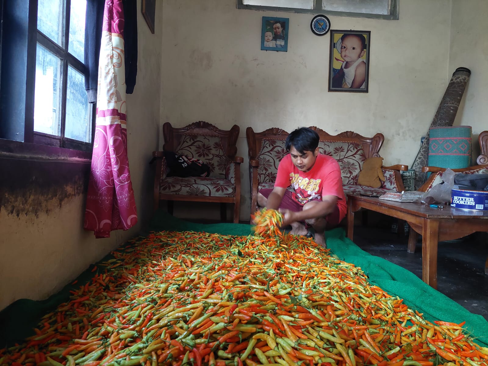 Produksi Mulai Stabil, Harga Cabai di Tingkat Petani Berangsur Turun