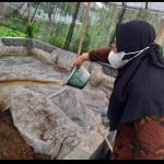 Petani Diajak Beralih ke Pupuk Organik, Solusi Kelangkaan Pupuk Kimia