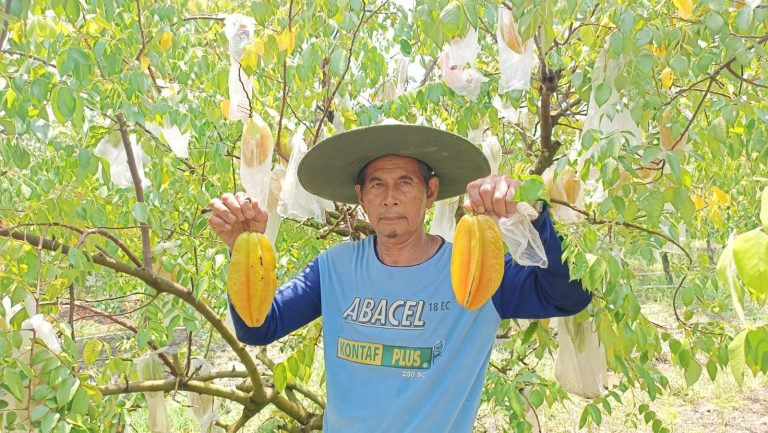 Belimbing Madu Lebih Banyak Diminati Warga