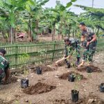 Anggota Koramil, Dukung Program Gerakan Tanam Cabai di Pekarangan