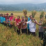 Tiga Bulan Ikuti Program Demplot, Petani Brongkol Untung Rp 21 Juta