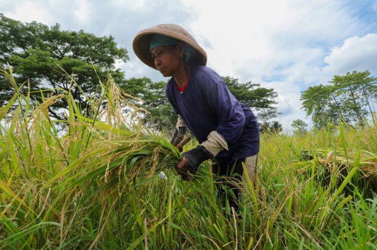 Pemkab Klaten Didorong Jalin Kerja Sama Riset Pemuliaan Benih Padi