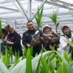Mentan Launching Pusat Nursery Kelapa Genjah di Batang