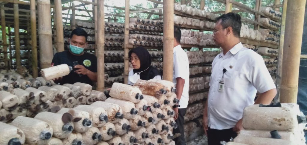 Berkah Bagi Petani, Seminggu Jelang Imlek, Permintaan Jamur Meningkat